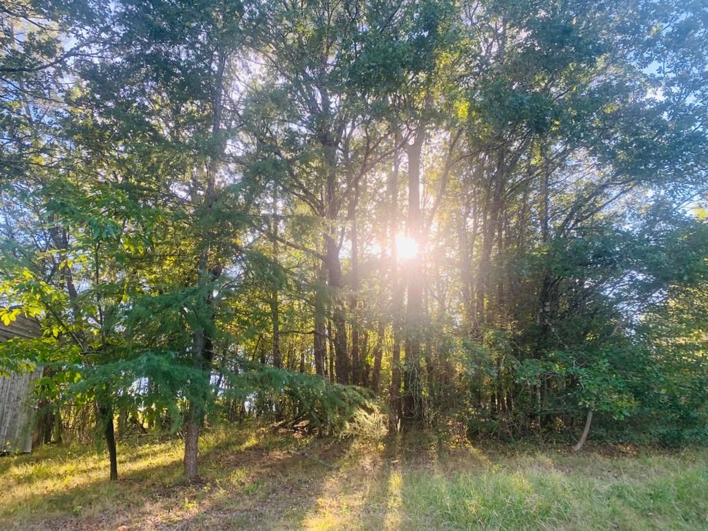 Des rayons de soleil dans les arbres de la forêt