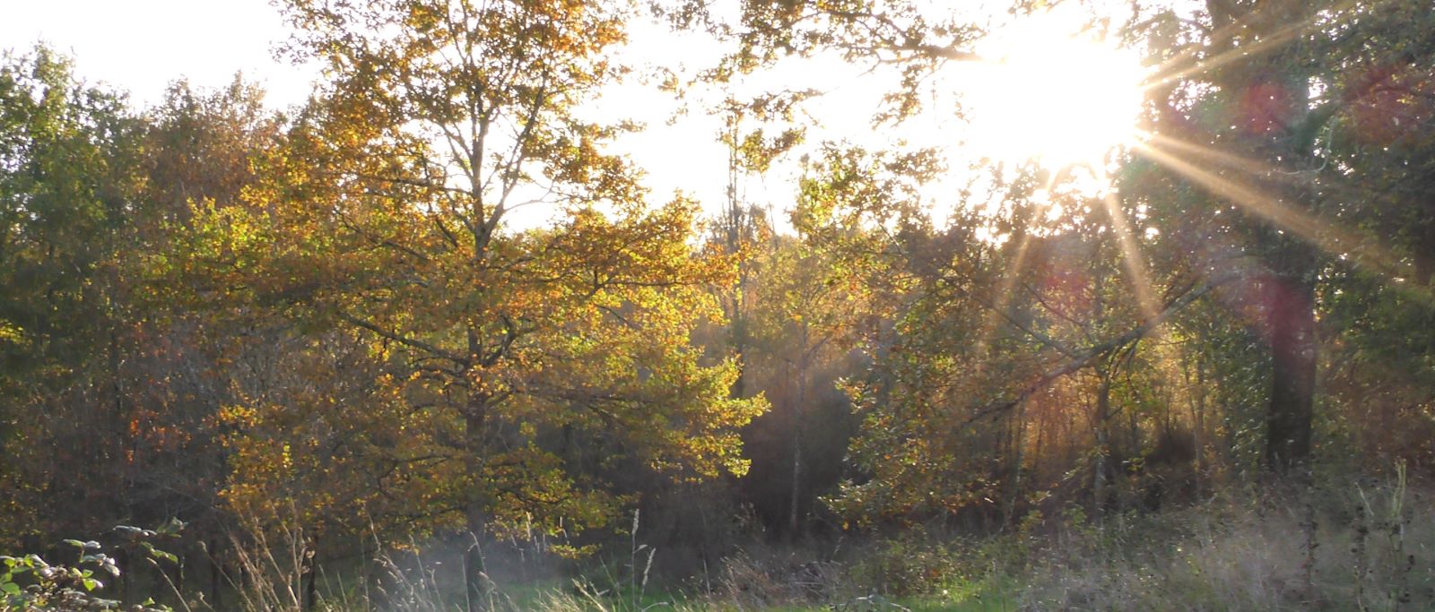 Le soleil perce entre les arbres de la forêt d'Écotone, à l'automne