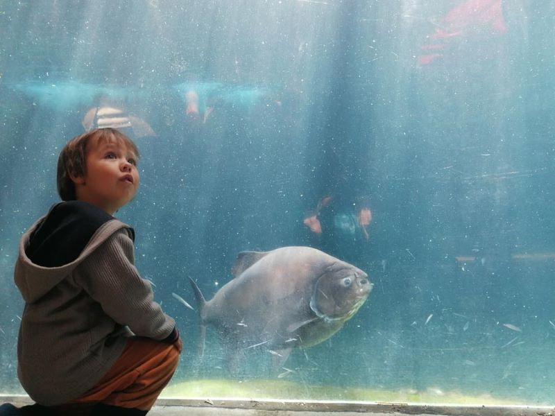 Keriaan regardant un grand aquarium