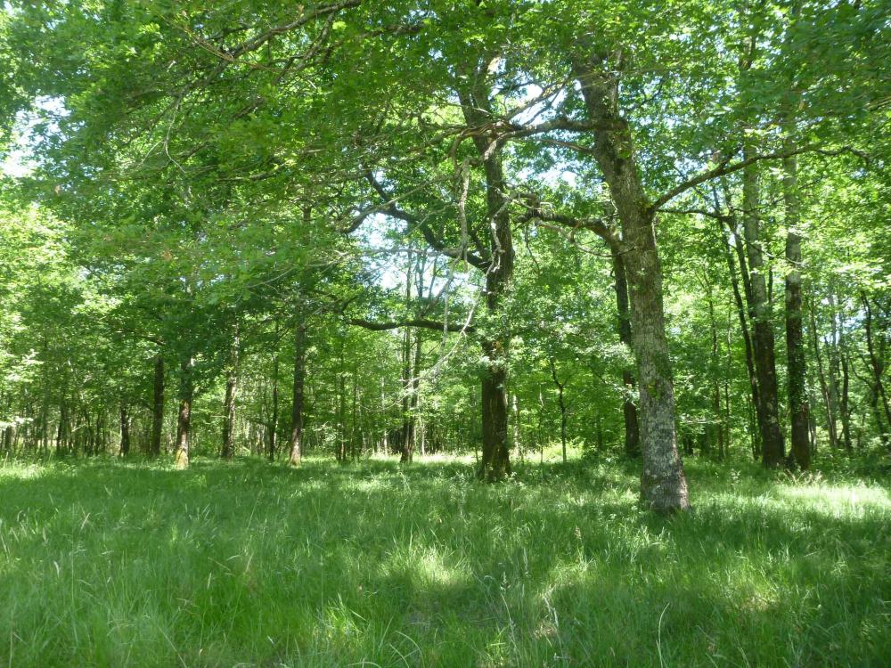 La forêt, photo 1