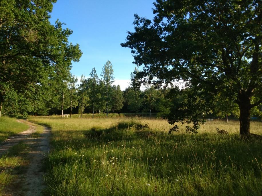 La forêt, photo 2