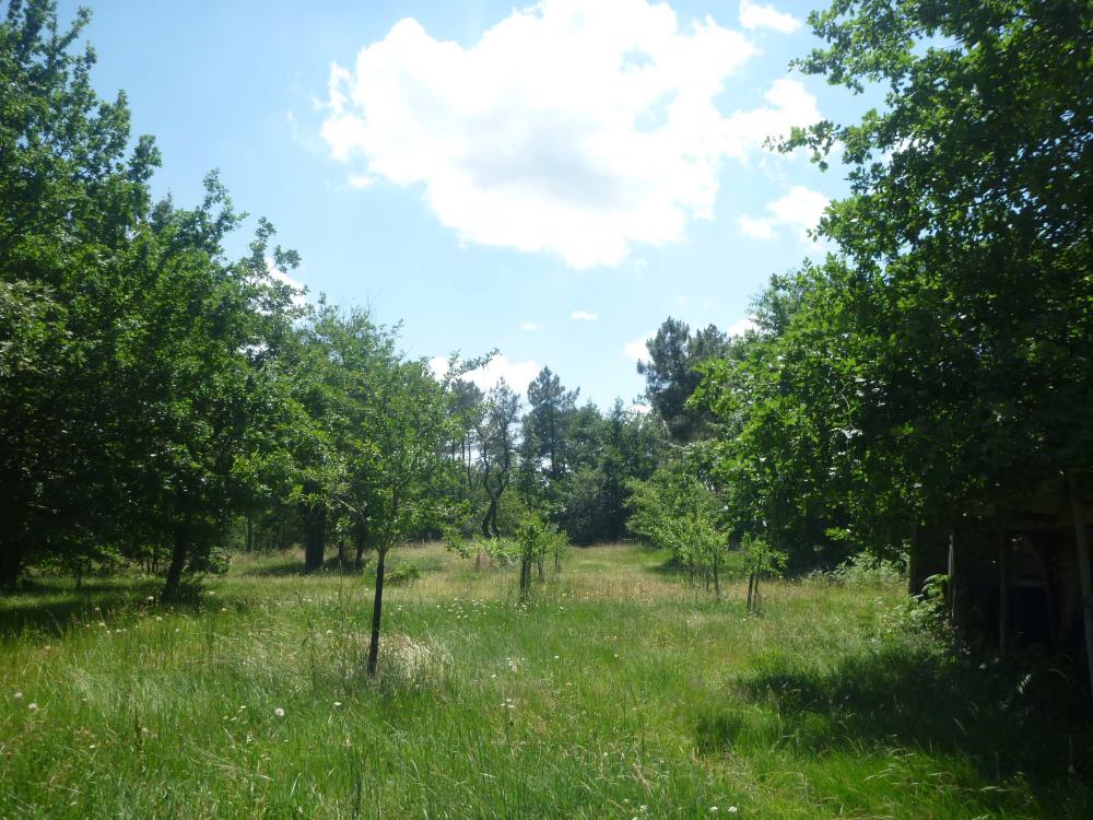 La forêt, photo 3