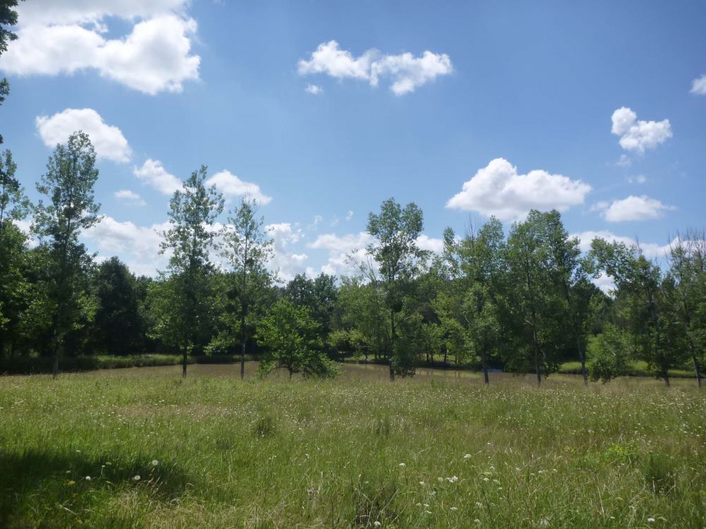 La forêt, photo 4