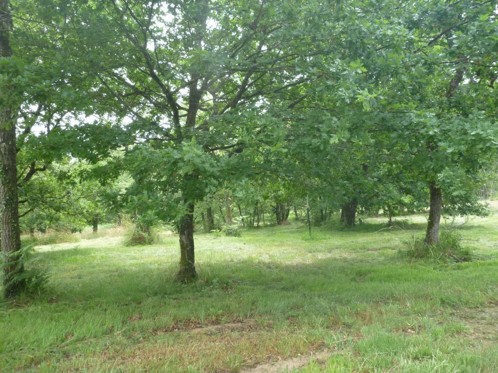 La forêt, photo 5