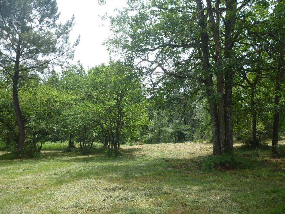 La forêt, photo 6