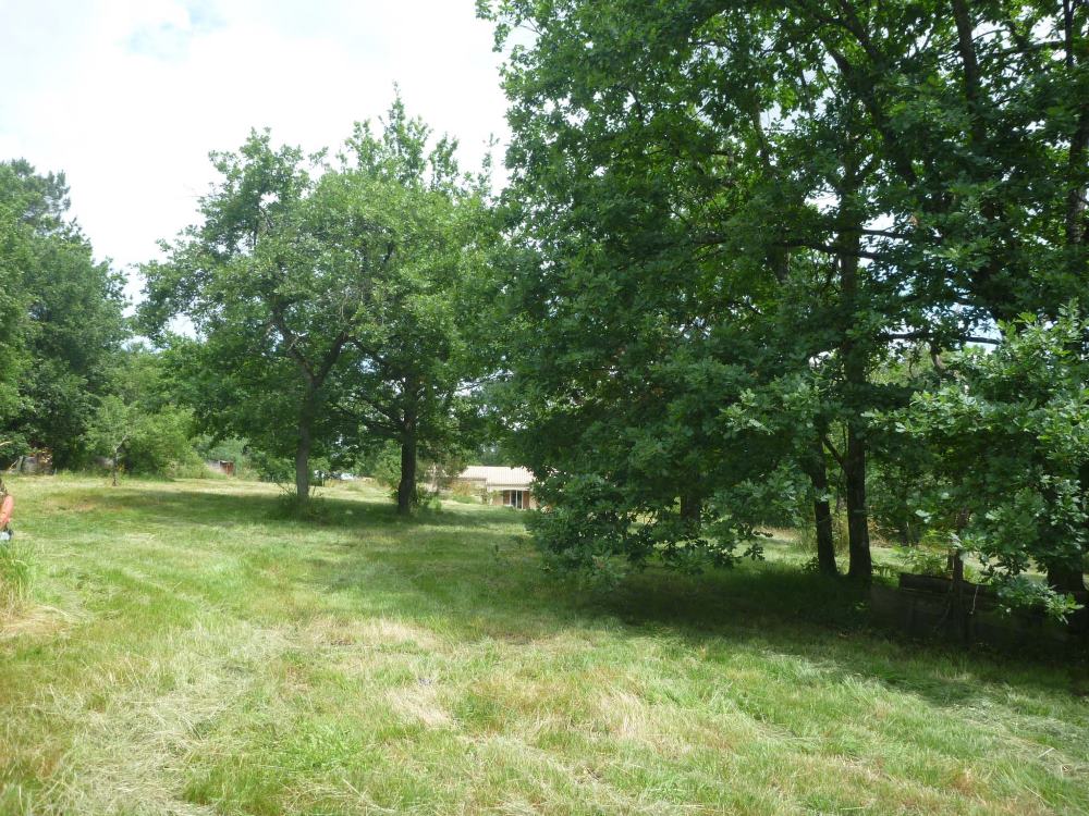 La forêt, photo 7
